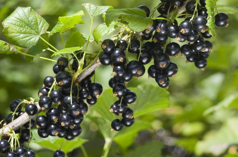 Pick Your Own black currants